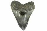 Fossil Megalodon Tooth - Collector Quality Indonesia Meg #234632-1